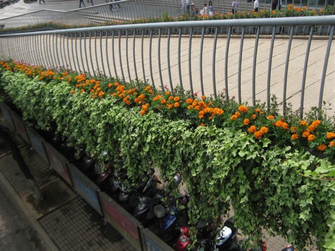 武汉天桥护栏绿化项目(图4)