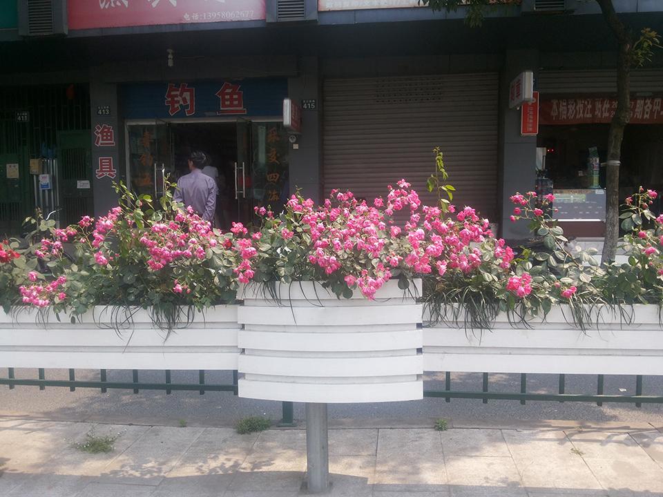 杭州文三西路隔离绿化(图3)