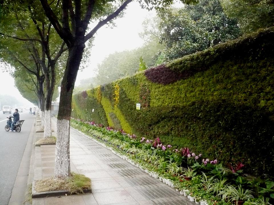 宁波江东区植物墙(图2)