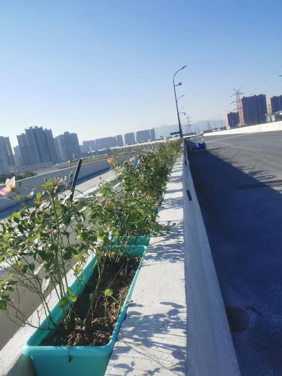 杭州时代高架桥绿化项目(图2)