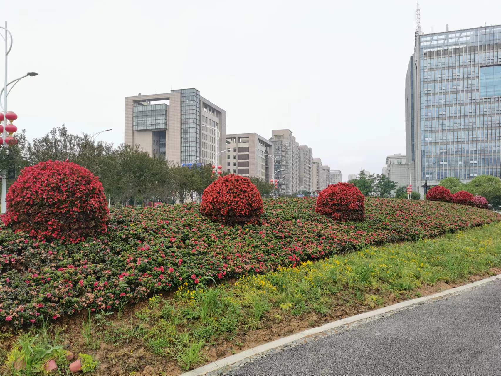 衢州市政道路绿化项目(图2)