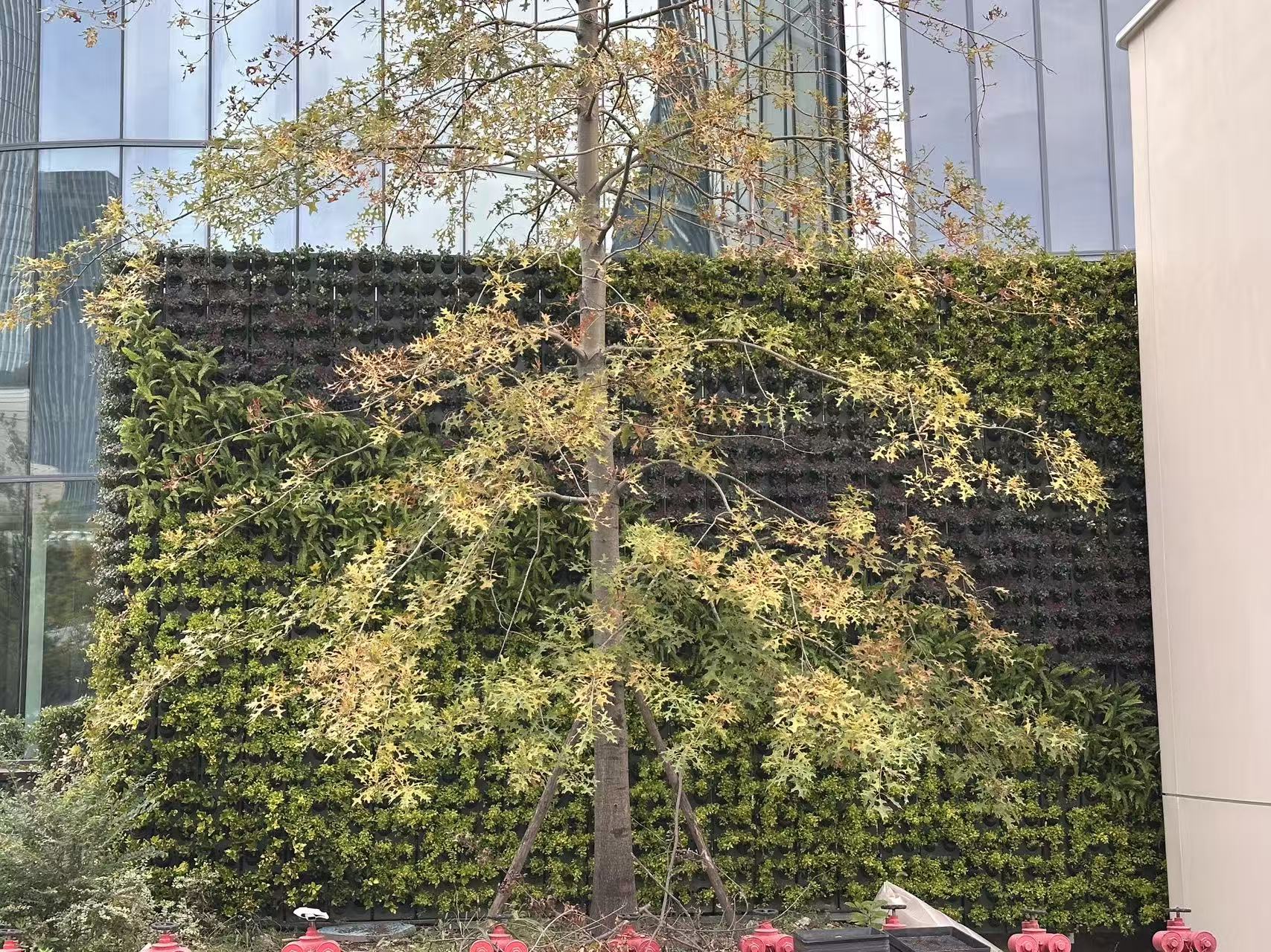 杭州世纪中心—杭州之门 华尔道夫酒店垂直绿化项目(图2)