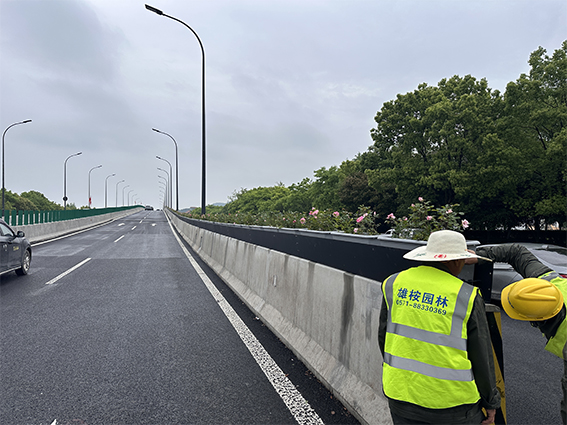 临海市城市快速路（南区段)高架桥绿化(图5)